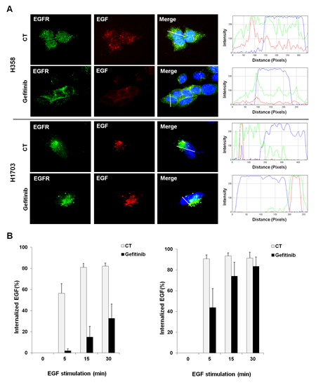 Corelation between EGFR endocytosis and gefitinib response in lung cancer cells with wtEGFR.