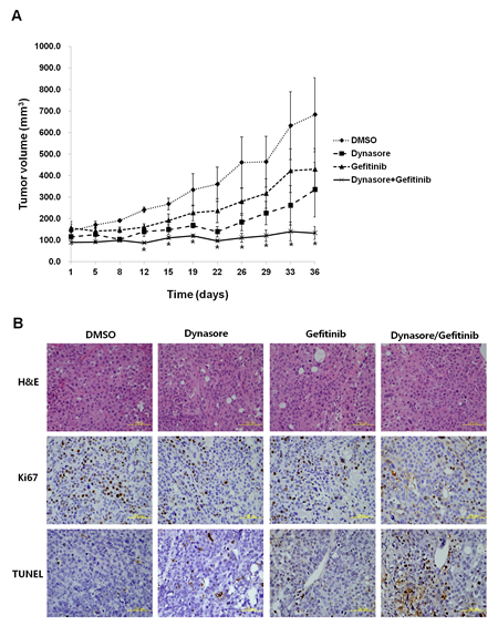 Antitumor effects in combination with EGFR endocytosis inhibitor and gefitinib in a xenograft mouse model.