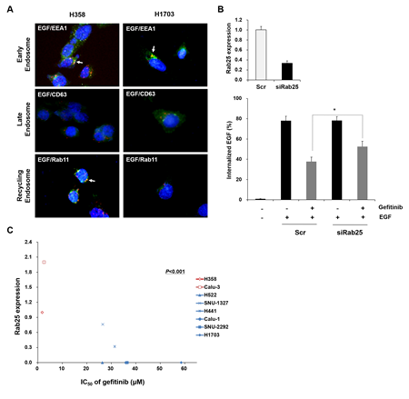 Status of Rab25 expression is associated with EGFR endocytosis and gefitinib response.