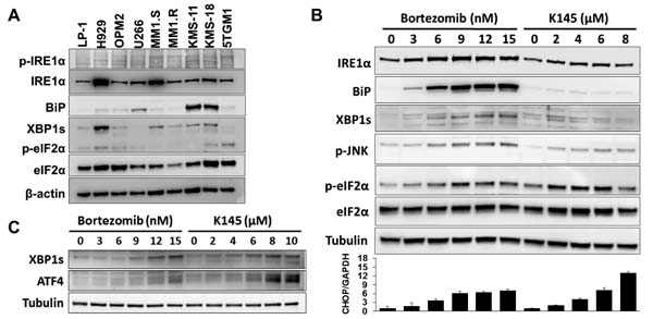 Bortezomib and K145 individually induce ER stress.