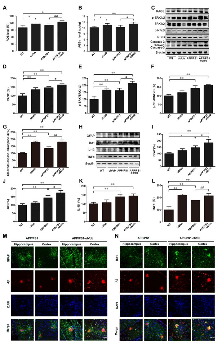 Increased neuroinflammation in APP/PS1-ob/ob mouse brains.
