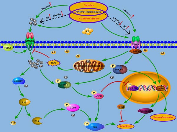 Model of the relationship between AD and T2DM.