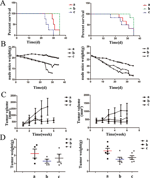 The effects of drugs on mice in survival time, mice weight and tumor inhibition.