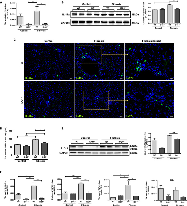 IDO1 deficiency reduced IL-17a and downstream cytokines during Liver fibrosis.
