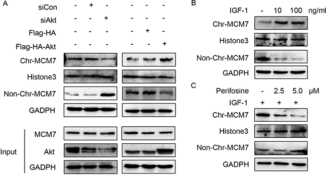 Akt regulates MCM7&#x2019;s loading on chromatin.