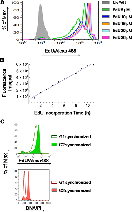 Stoichiometry of detection of EdU-labeled DNA.