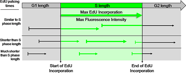 EdU-coupled Fluorescence Intensity analysis - the principle.