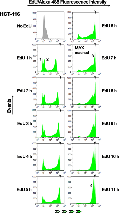 Estimation of S phase duration.