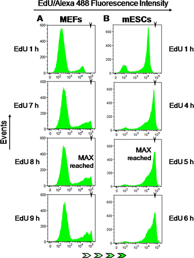 EdU-coupled fluorescence intensity analysis in non-transformed mouse cells.