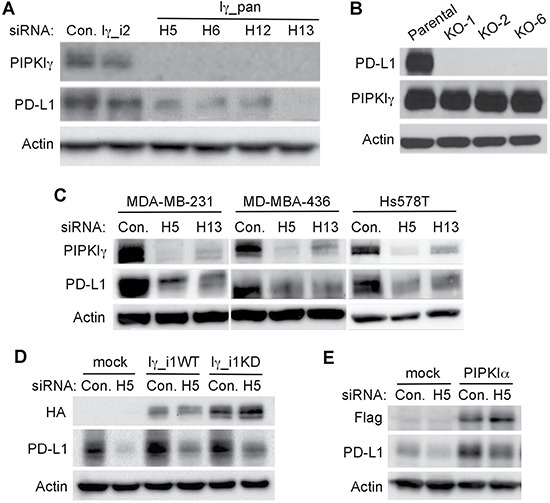 PIPKI&#x03B3;-depleted TNBC cells exhibits downregulated PD-L1 expression.