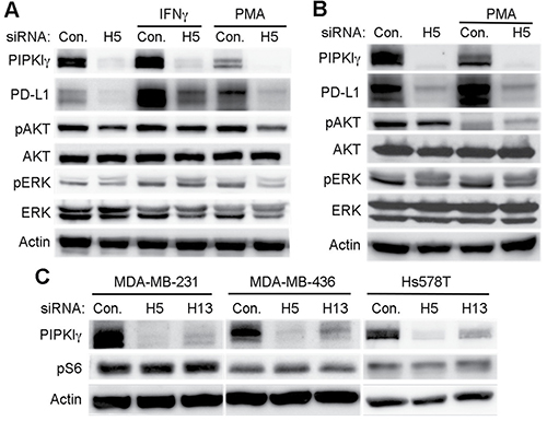 PIPKI&#x03B3; regulates the induced-expression of PD-L1 in TNBC cells independent of AKT.