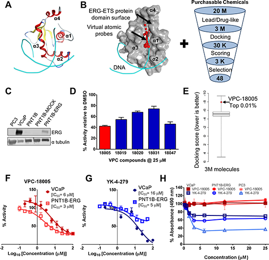 ERG as a drug target and discovery of VPC-18005.