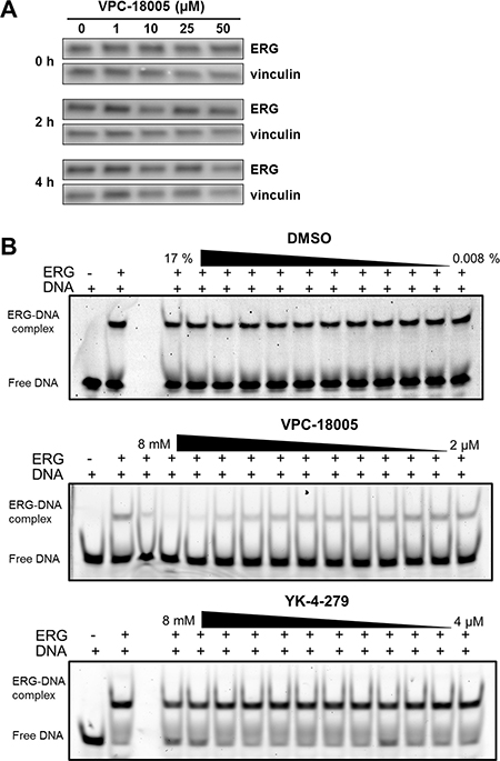 VPC-18005 disrupts binding of the ERG-ETS domain to DNA.