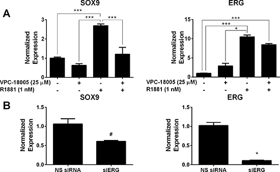 VPC-18005 inhibits SOX9 gene expression.