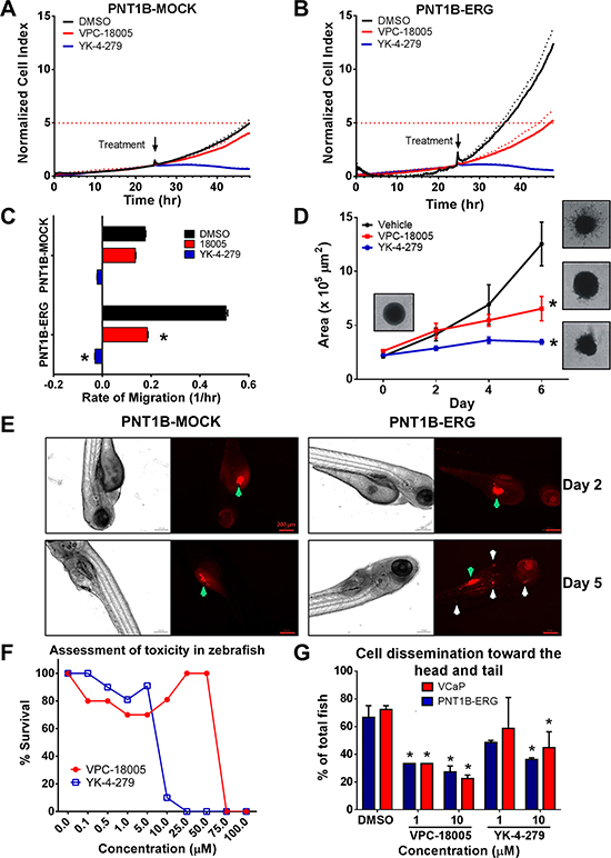 VPC-18005 inhibits migration and invasion of prostate cell lines in vitro and in vivo.
