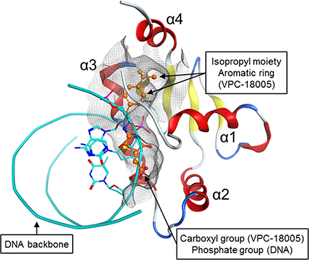 Mutually exclusive binding of VPC-18005 and DNA with the ERG-ETS domain.