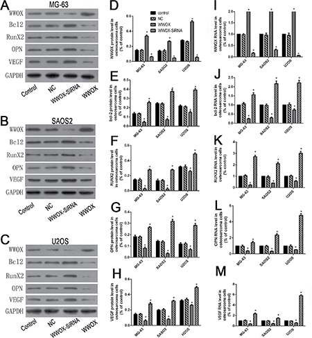 WWOX inhibited bcl-2, RUNX2, VEGF, and OPN expression in osteosarcoma cells.