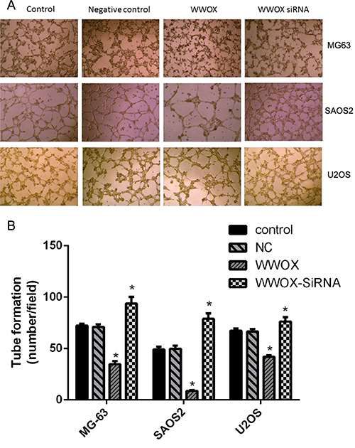 WWOX inhibits tube formation in HUVECs.