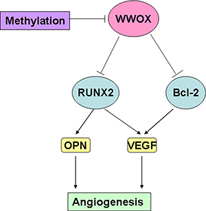 WWOX inhibits angiogenesis in osteosarcoma -- a proposed model.