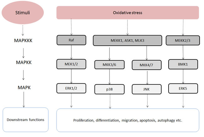 Oxidative stress-stimulated MAPK signalling pathways.