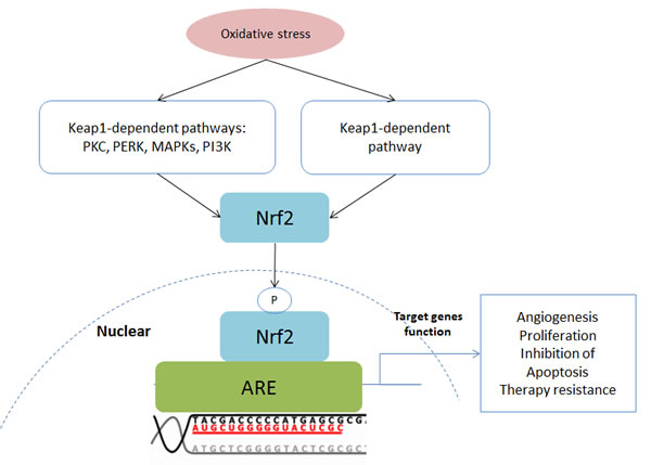 Schematic of the Keap1-Nrf2-ARE pathway.