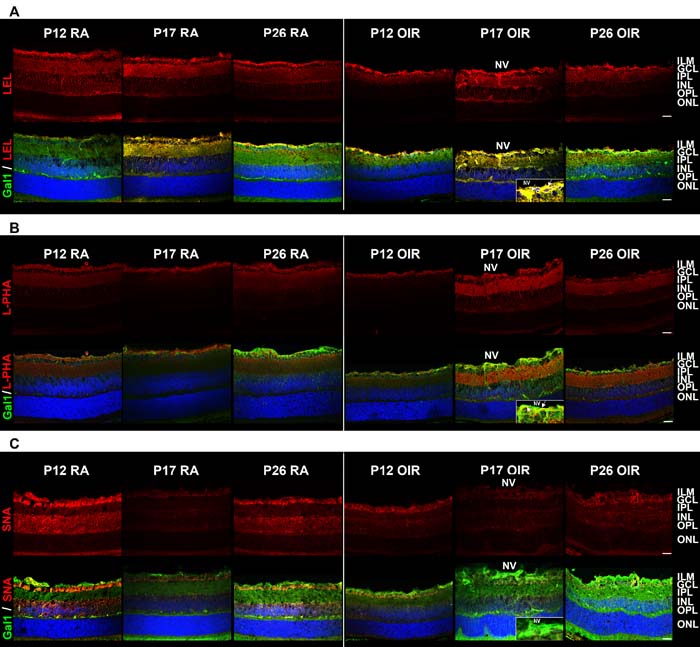 Glycosylation profile of RA and OIR mouse retinas.