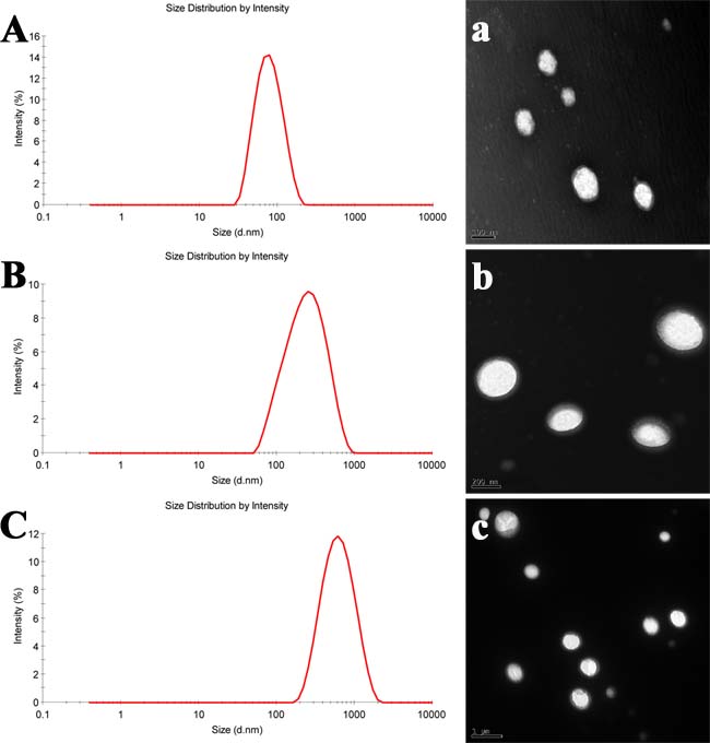 Particle size distribution and morphology of nanoemulsions.