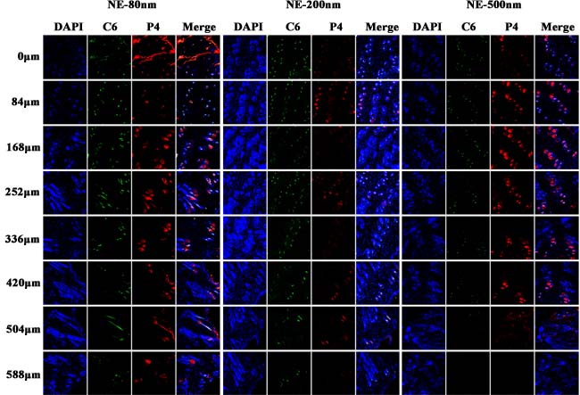 CLSM images of horizontal section of skins treated by nanoemulsion 24 h post administration (&times;10).