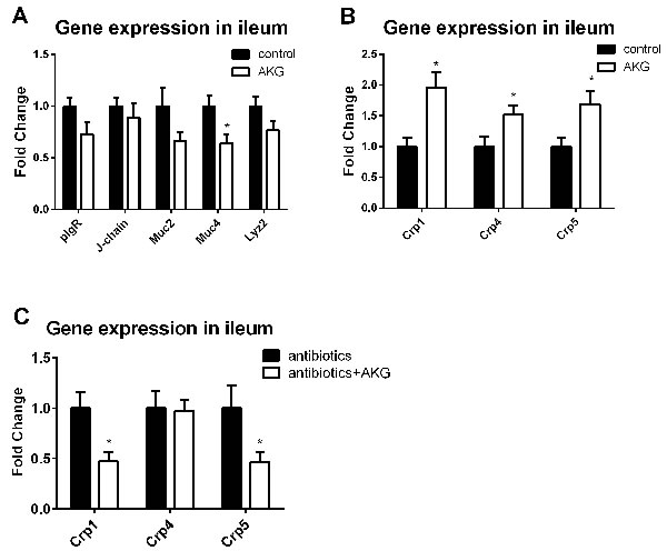 AKG supplementation affects intestinal innate immunity may through intestinal microbiota.