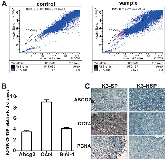 Characterisation of side population cells (SP) isolated from the K3 cell line.