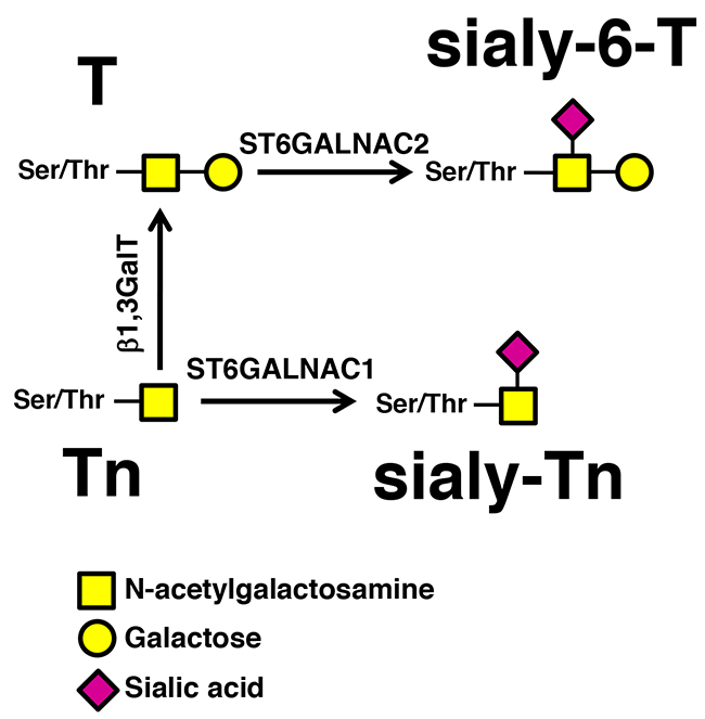 Biosynthesis of sTn by ST6GALNAC1.