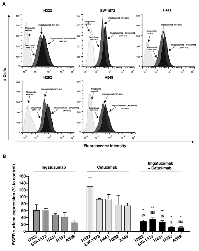 Effect of anti-EGFR monoclonal antibody treatment on EGFR surface expression levels.