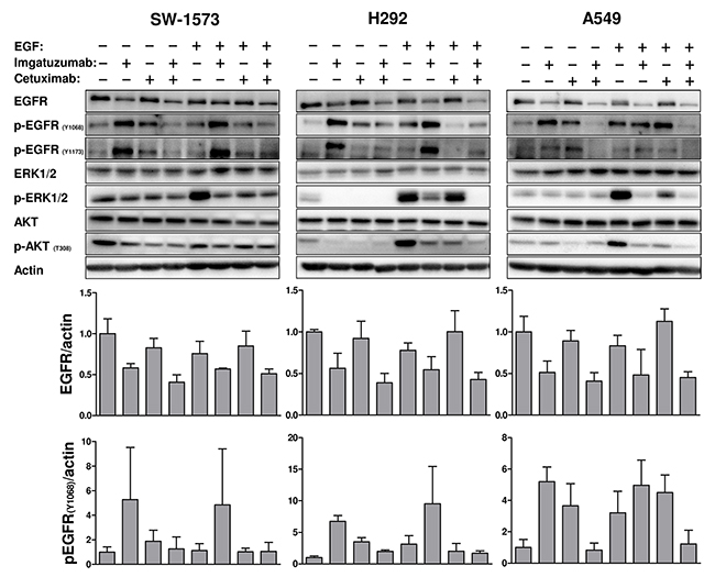 Western blot analysis of the effect of 24 hours anti-EGFR monoclonal antibody treatment on EGFR total protein levels and downstream signaling under normal growth conditions or 15 min EGF stimulation (10 ng/mL).