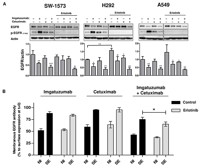 Effects of TKI treatment on monoclonal antibody-induced internalization and degradation.