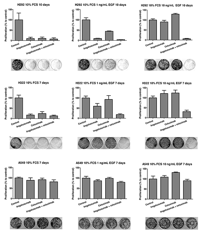 In vitro growth-inhibitory effect of anti-EGFR monoclonal antibody treatment.