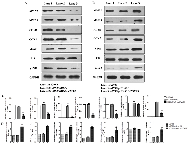 Effect of WAVE3 on invasion and metastasis related signaling pathway in SKOV3 and A2780 cells.