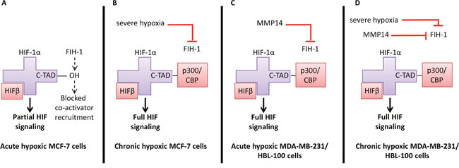 Regulation of HIF signaling in hypoxia and the consequences for CAIX expression in the 3 breast cancer cell lines.