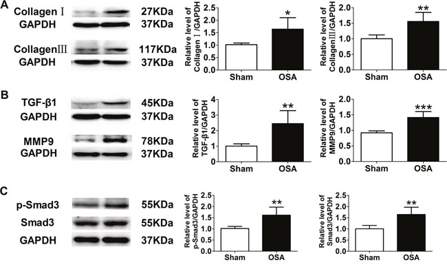 Expression of fibrosis-related proteins in sham and chronic OSA canines.
