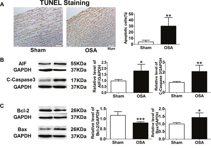 Apoptosis-related factors in sham and chronic OSA canines.