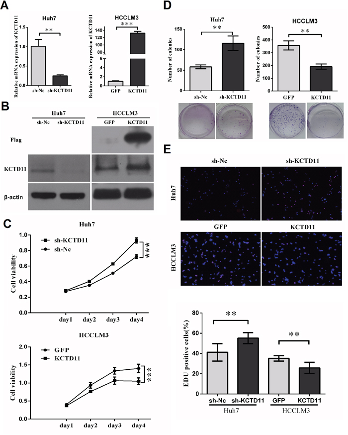 KCTD11 inhibits cell proliferation of HCC in vitro.