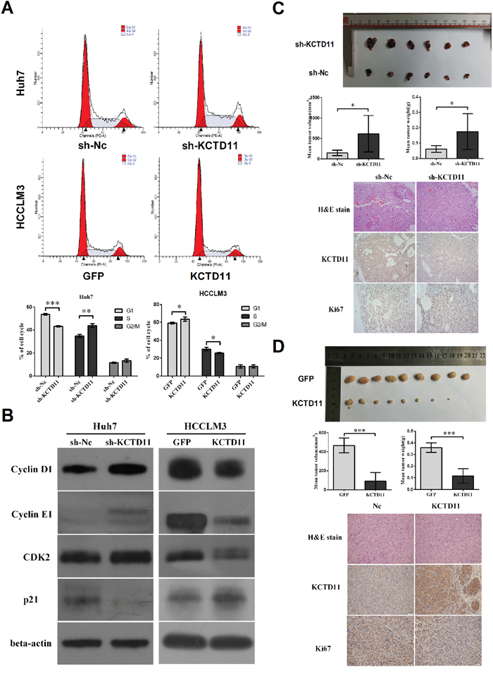 KCTD11 inhibits tumor growth in vivo and elicits a tumor inhibitory effect by increasing p21 and decreasing cycle related proteins in HCC.