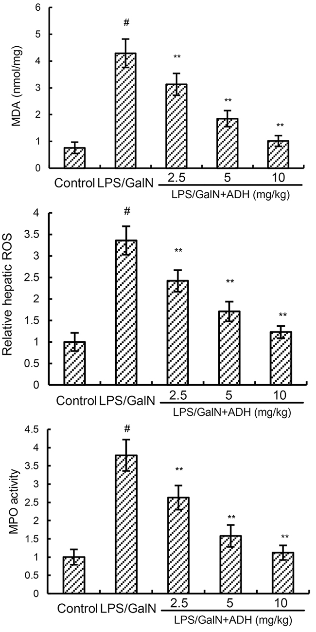 Effects of ADH on liver MPO, MDA, and ROS levels.