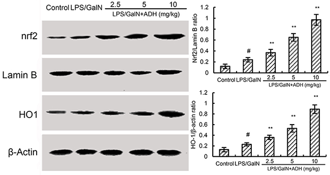 Effects of ADH on Nrf2 and HO-1 expression.