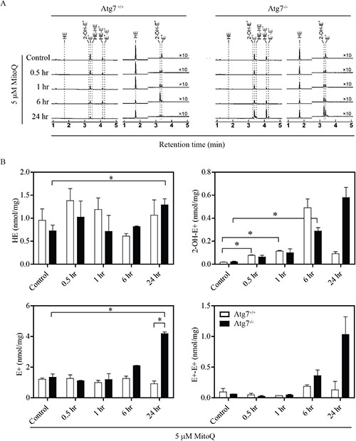 Autophagy-deficient cells have higher levels of ROS.