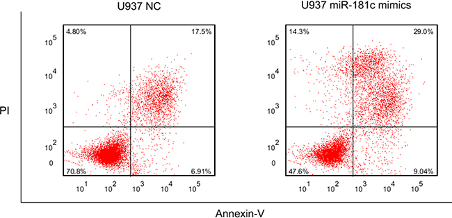 The result of apoptosis in U937 cell line treated with miR-181c mimics and NC.