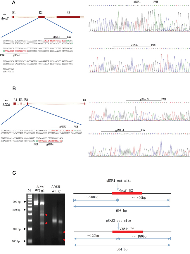 Design and CRISPR/Cas9 assay.