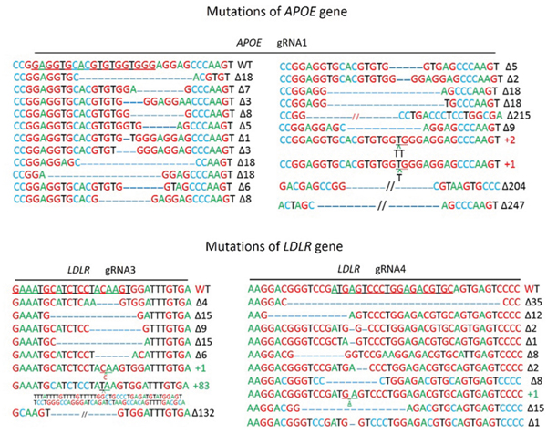 Mutations of APOE and LDLR genesis by CRISPR/Cas9.