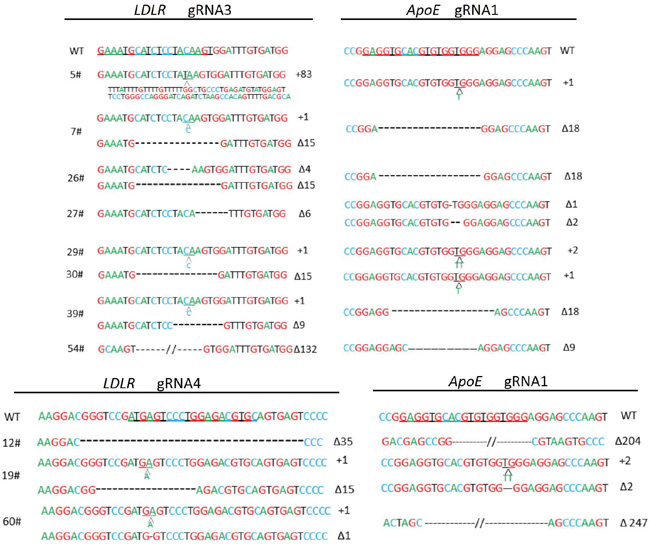 ApoE/LDLR double-mutant cell colonies for SCNT.