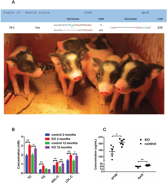 ApoE/LDLR knockout pigs and serum biochemical status.