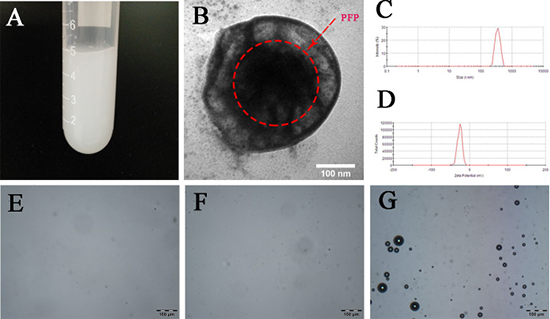 Characterization and in vitro thermal evaporation of PEG-PLGA-PFP nanodroplets.